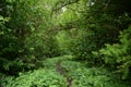 Dense forest. A winding path in a leafy area. Tree branches bent over the clearing. Green Royalty Free Stock Photo
