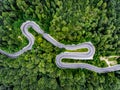 Dense forest with winding road Royalty Free Stock Photo