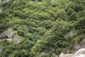 Dense forests, green trees growing on inaccessible rocks