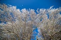 Winter tree branches against the blue sky Royalty Free Stock Photo