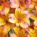 Dense Full-Frame Overlapping Peruvian Lily Pattern Royalty Free Stock Photo