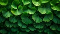 Dense Ginkgo Biloba Leaves in Lush Greenery