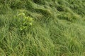 Dense grass curving in different directions. Summer background image. Natural green colors Royalty Free Stock Photo