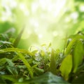 Dense Grasses with Green Nature Background