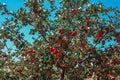 A dense green apple tree with lots of red apples against a bright blue sky under the hot sun. Royalty Free Stock Photo