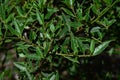 Dense green foliage on branches of Italian buckthorn, also called Mediterranean buckthorn, latin name Rhamnus Alaternus
