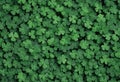 Dense green foliage pattern background. Royalty Free Stock Photo