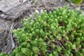Dense green foliage of Sedum sexangulare Royalty Free Stock Photo