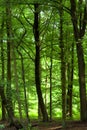 Dense green forest Royalty Free Stock Photo