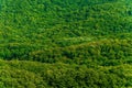 Dense Green Forest Background Royalty Free Stock Photo