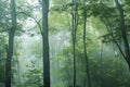Dense Green Forest Landscape Royalty Free Stock Photo