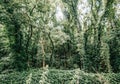 Dense green forest lianas climbing plants