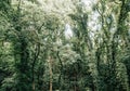 Dense green forest lianas climbing plants