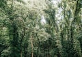 Dense green forest lianas climbing plants Royalty Free Stock Photo