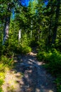 dense green forest. Summer winding path between the trees Royalty Free Stock Photo