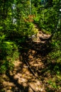 dense green forest. Summer winding path between the trees Royalty Free Stock Photo