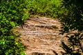 dense green forest. Summer winding path between the trees Royalty Free Stock Photo