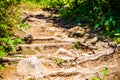 dense green forest. Summer winding path between the trees Royalty Free Stock Photo