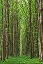 Dense green forest with sunlight filtering through tall tree trunks Royalty Free Stock Photo