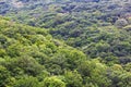Dense green forest from the top view