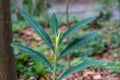 The dense green leaf veins grow white faces and red calyxes under the armpits, a song that sings the charm of Yue Tao, these are c Royalty Free Stock Photo