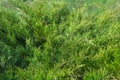 Dense green leafage of savin juniper shrub