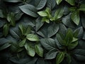 Dense Green Leaves Background