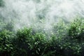 Dense Green Leaves in Foggy Forest