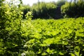 Dense green leaves and grass in the wood. Sunny meadow with shadows full of nettle. Photo of the natural forest