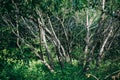 Dense green leaves and grass in the wood. Sunny meadow with shadows full of young trees. Photo of the natural forest Royalty Free Stock Photo