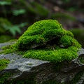 Dense green moss (Bryophyta) covers a stack of dark gray rocks in a natural setting. Royalty Free Stock Photo