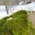 dense green moss on stonein snowy forest Royalty Free Stock Photo
