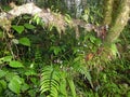 Dense green overgrown grass, trees and bushes in a remote forest