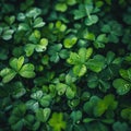 Dense Green Shamrocks with Four Leaves Bright Natural Light Highlighting Leaf Texture