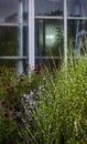 dense green shrub Miscanthus zebrina striped on a window background, many different flowers and bushes