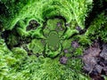 Dense Green Tree Moss Abstract Background Royalty Free Stock Photo