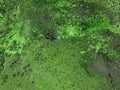 Dense Green Tree Moss Abstract Background Royalty Free Stock Photo