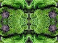 Dense Green Tree Moss Abstract Background Royalty Free Stock Photo