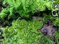 Dense Green Tree Moss Abstract Background Royalty Free Stock Photo