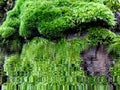 Dense Green Tree Moss Abstract Background Royalty Free Stock Photo