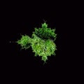 Dense Green Tree Moss Abstract Background Royalty Free Stock Photo