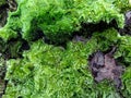 Dense Green Tree Moss Abstract Background Royalty Free Stock Photo