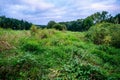 Dense green vegatation and tree alley in floodplain area on river bank, Kolodeje