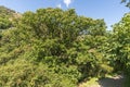 Dense and green vegetation in the Poqueira river