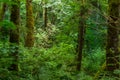 red flowered tree through dence forest Royalty Free Stock Photo