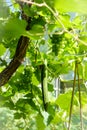 A dense green vine bush with lush grapes hanging with a green courgette