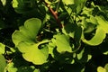 Dense green young leaves on branch tip of Gingko Biloba tree, also known as Maidenhair Tree Royalty Free Stock Photo