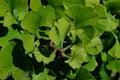 Dense green young leaves on branch tip of Gingko Biloba tree, also known as Maidenhair Tree Royalty Free Stock Photo