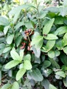 A dense group of insect bedbugs-soldiers sitting on a branch of a shrub. An insect of the family krasnoklopov.