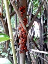 A dense group of insect bedbugs-soldiers sitting on a branch of a shrub. An insect of the family krasnoklopov.